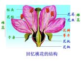 苏教版八年级下册生物 21.2植物的有性生殖 课件