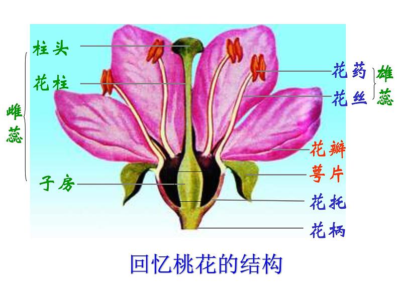 苏教版八年级下册生物 21.2植物的有性生殖 课件04