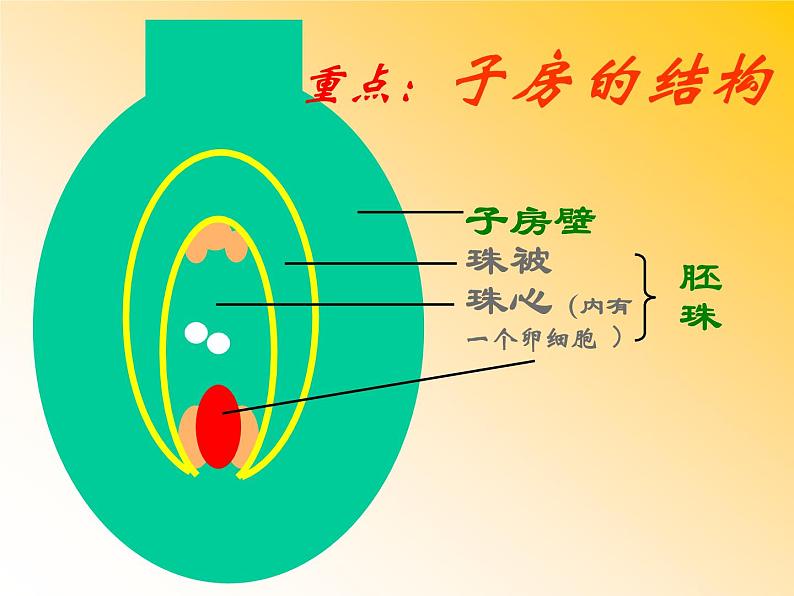 苏教版八年级下册生物 21.2植物的有性生殖 课件05