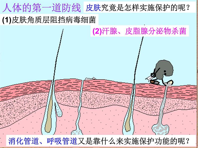 苏教版八年级下册生物 25.3免疫 课件第4页