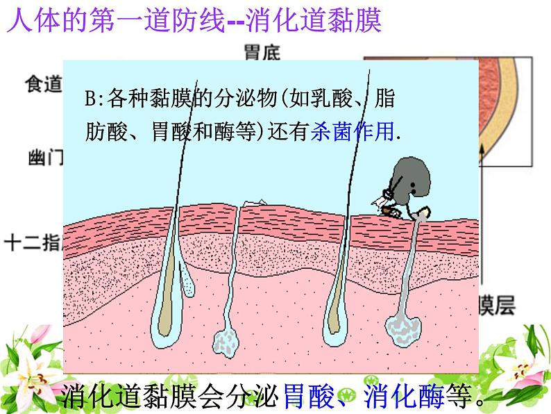 苏教版八年级下册生物 25.3免疫 课件第6页