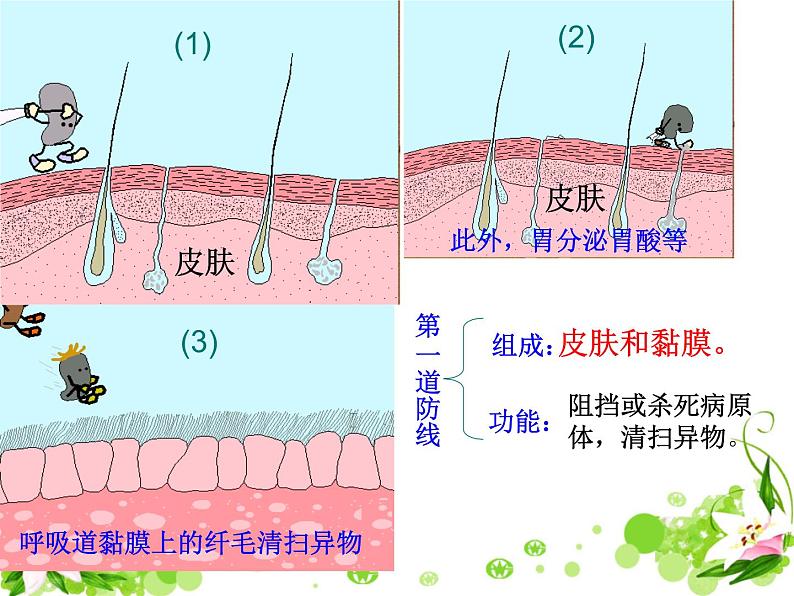 苏教版八年级下册生物 25.3免疫 课件第7页