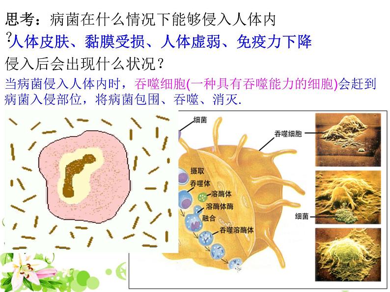 苏教版八年级下册生物 25.3免疫 课件第8页