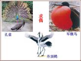 苏教版八年级下册生物 21.5鸟类的生殖与发育 课件