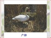 苏教版八年级下册生物 21.5鸟类的生殖与发育 课件