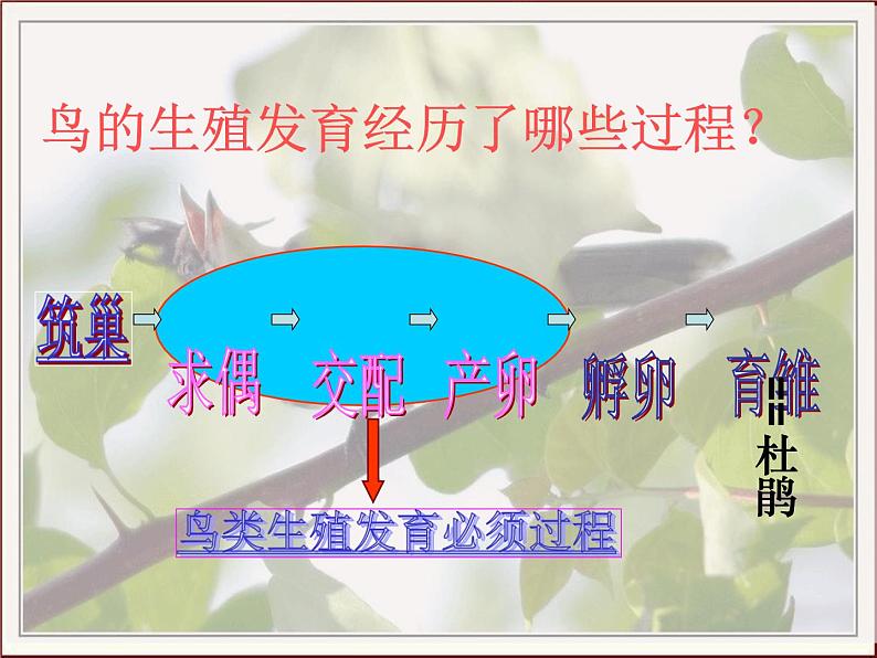 苏教版八年级下册生物 21.5鸟类的生殖与发育 课件07