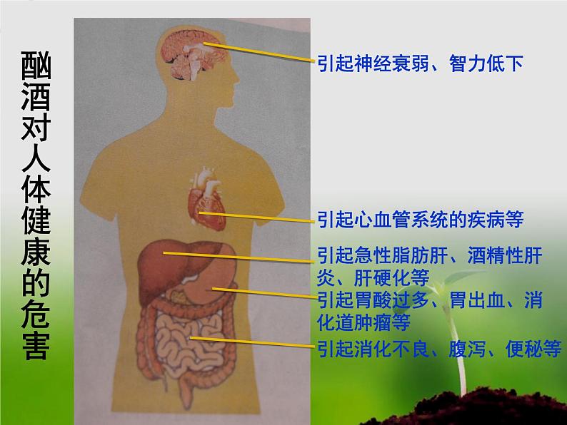 苏教版八年级下册生物 26.1远离烟酒 课件第7页