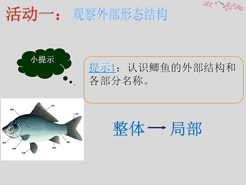 苏科版七年级下册生物 10.1水中的动物 课件第5页