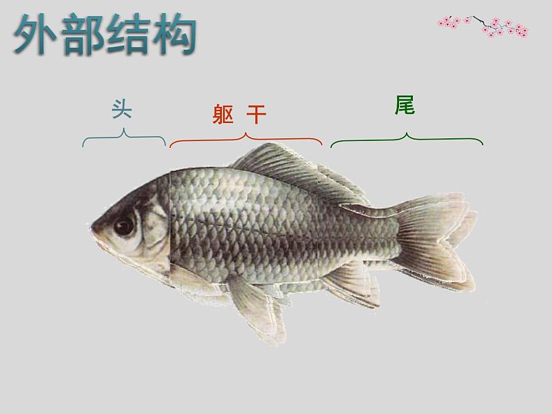 苏科版七年级下册生物 10.1水中的动物 课件第6页