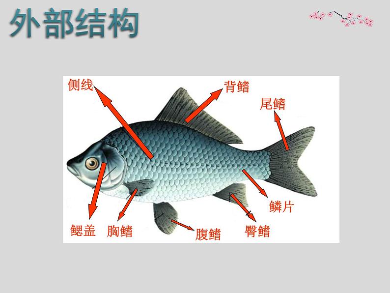 苏科版七年级下册生物 10.1水中的动物 课件第7页