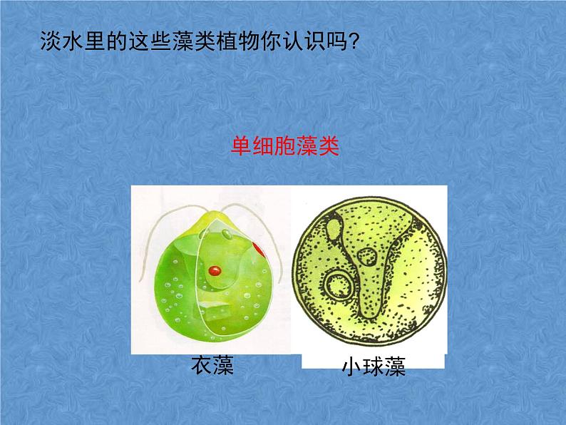 苏科版七年级下册生物 10.2水中的藻类植物 课件第4页