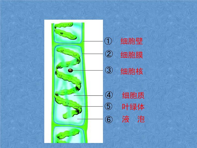 苏科版七年级下册生物 10.2水中的藻类植物 课件第8页