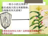 苏科版七年级下册生物 8.2细胞的分裂和分化 课件