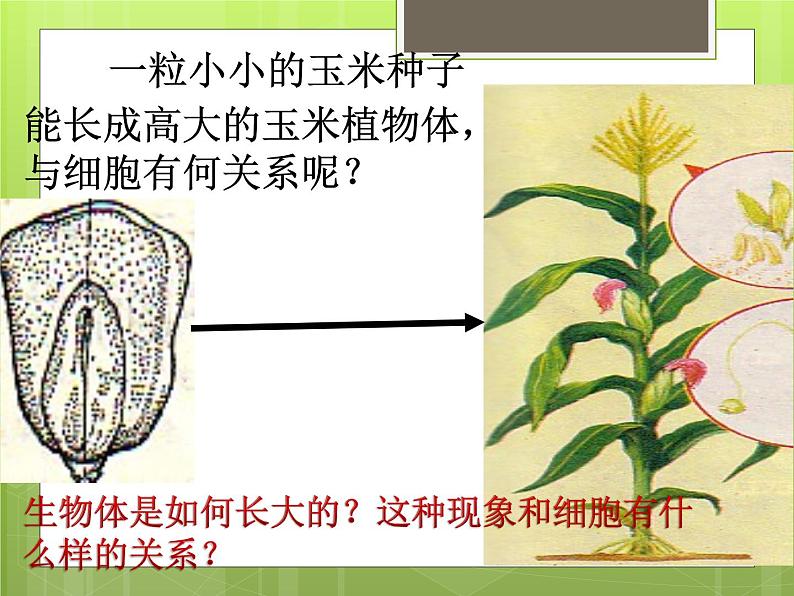 苏科版七年级下册生物 8.2细胞的分裂和分化 课件02