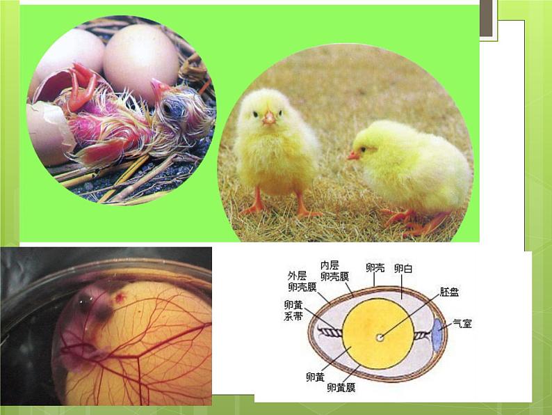 苏科版七年级下册生物 8.2细胞的分裂和分化 课件03