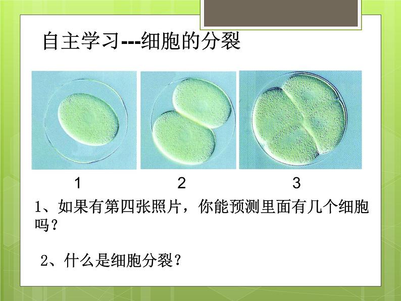 苏科版七年级下册生物 8.2细胞的分裂和分化 课件08