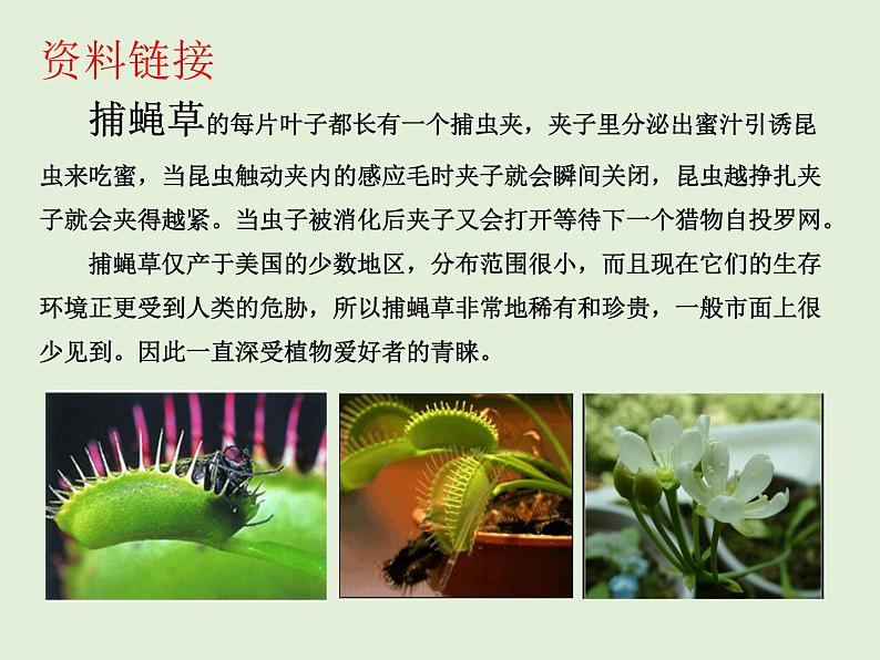 苏科版七年级下册生物 11.1地面上的植物 课件04