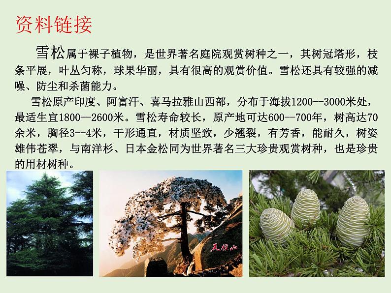 苏科版七年级下册生物 11.1地面上的植物 课件07