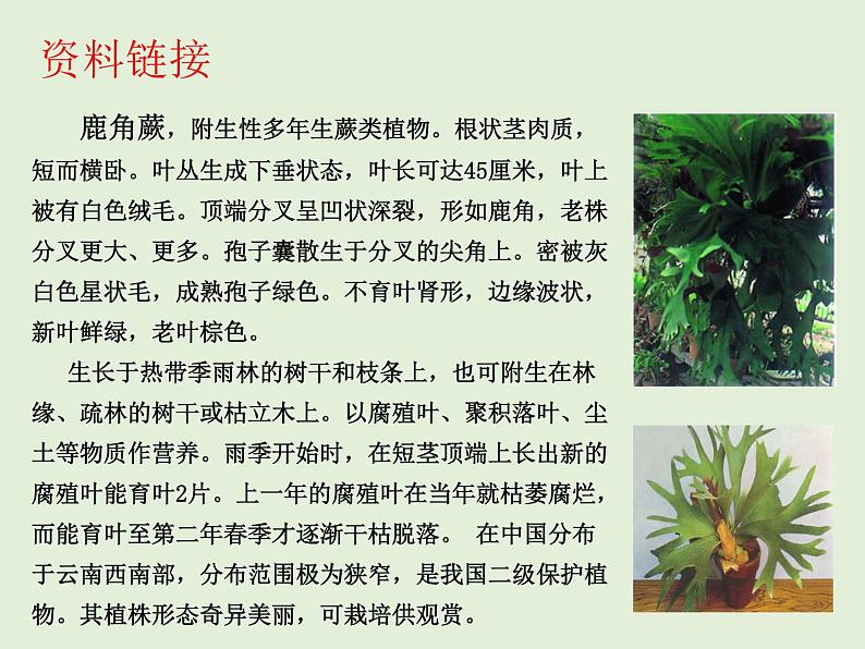 苏科版七年级下册生物 11.1地面上的植物 课件08