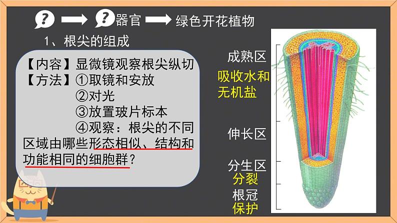 苏科版七年级下册生物 9.1植物体的组成 课件第7页