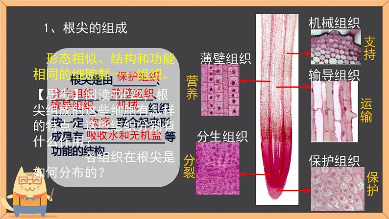 苏科版七年级下册生物 9.1植物体的组成 课件第8页