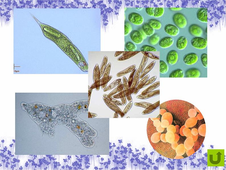 苏科版七年级下册生物 9.3单细胞的生物体 课件03