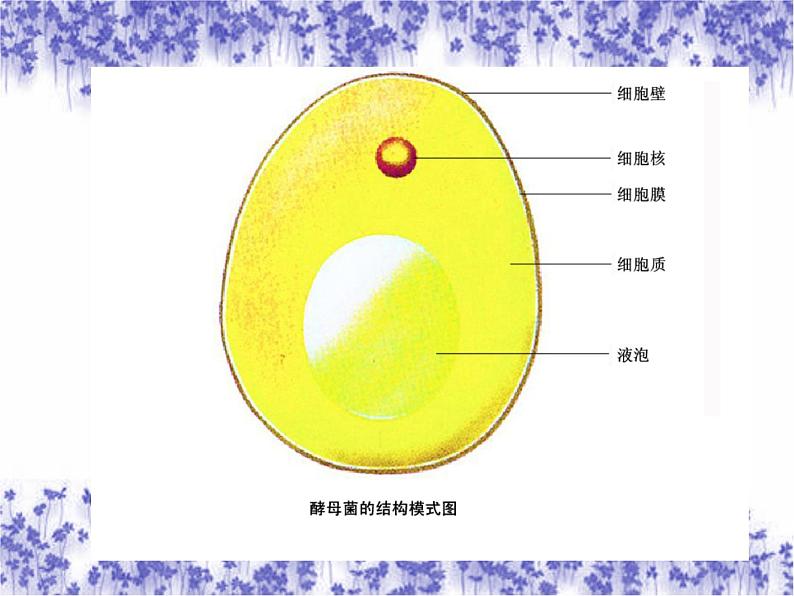 苏科版七年级下册生物 9.3单细胞的生物体 课件04