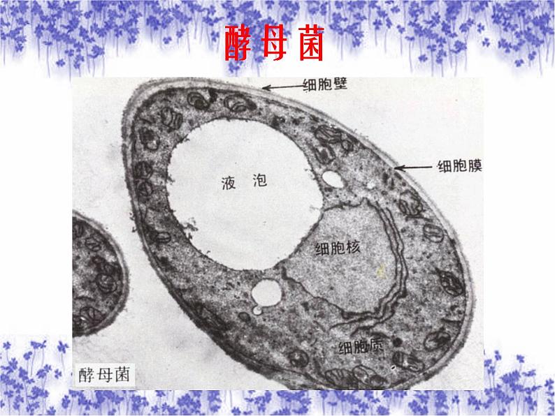 苏科版七年级下册生物 9.3单细胞的生物体 课件05