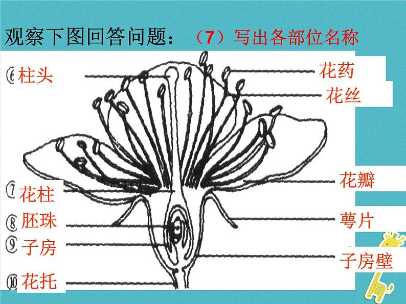 苏科版七年级下册生物 11.2地面上的动物 课件第2页