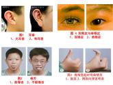苏科版八年级下册生物 22.1生物的遗传 课件
