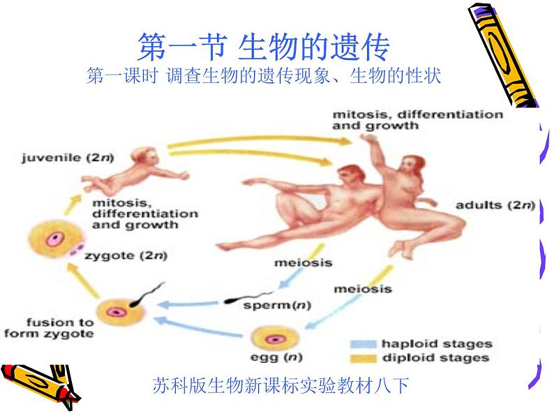 苏科版八年级下册生物 22.2生物的变异 课件第2页