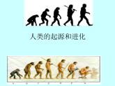 苏科版八年级下册生物 23.4人类的起源和进化 课件