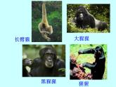 苏科版八年级下册生物 23.4人类的起源和进化 课件