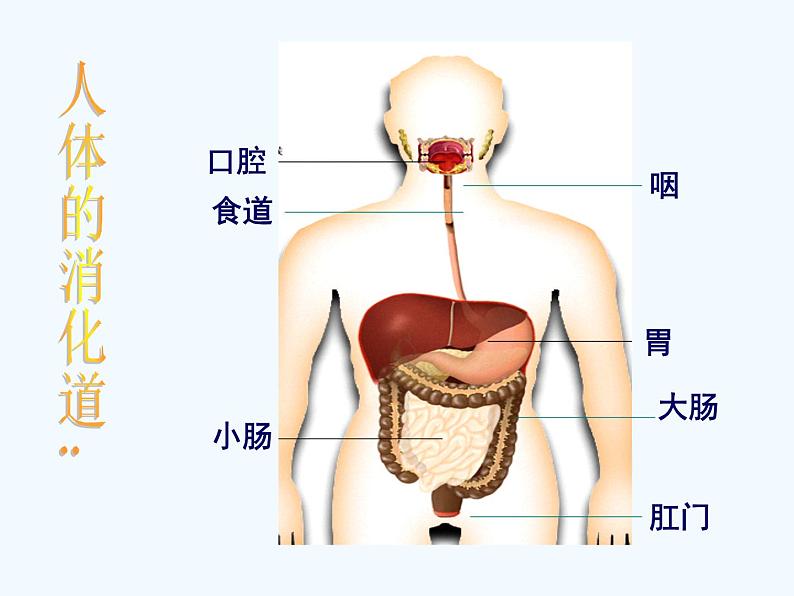 第二章第二节消化和吸收课件PPT08