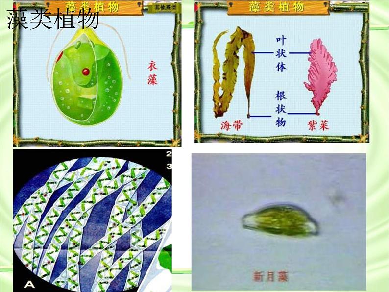 《尝试对生物进行分类》课件.ppt04