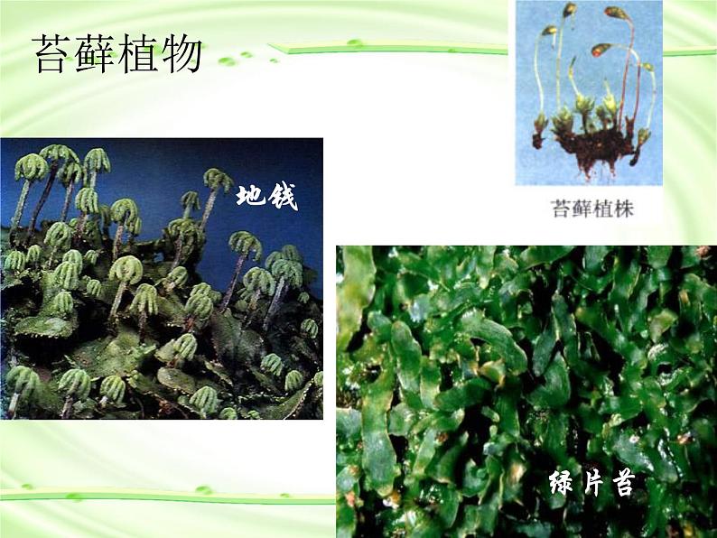 《尝试对生物进行分类》课件.ppt05