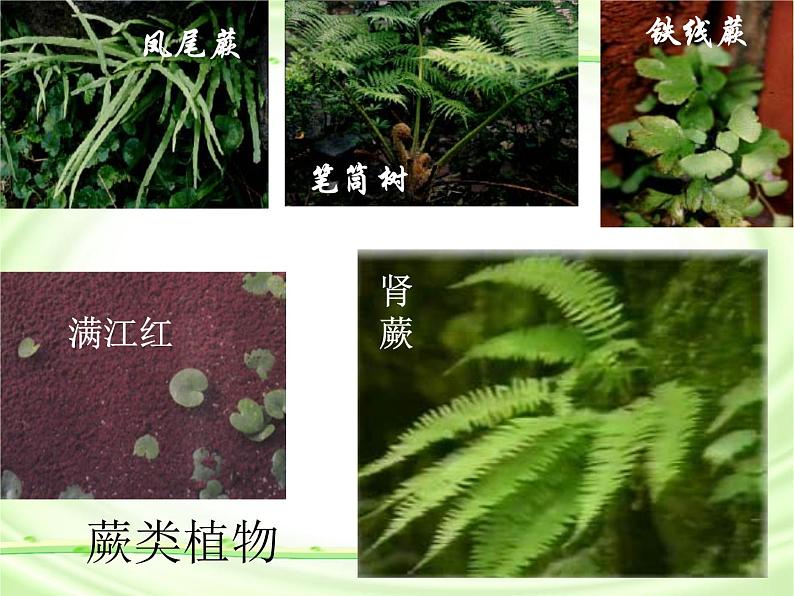 《尝试对生物进行分类》课件.ppt06