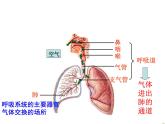 第三章  第一节 呼吸道对空气的处理课件PPT