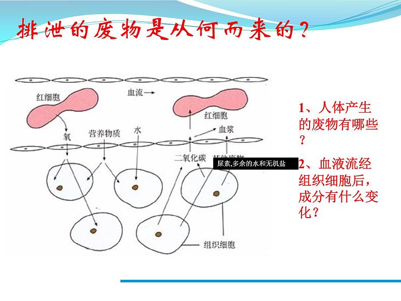 人体内废物的排出课件PPT第2页