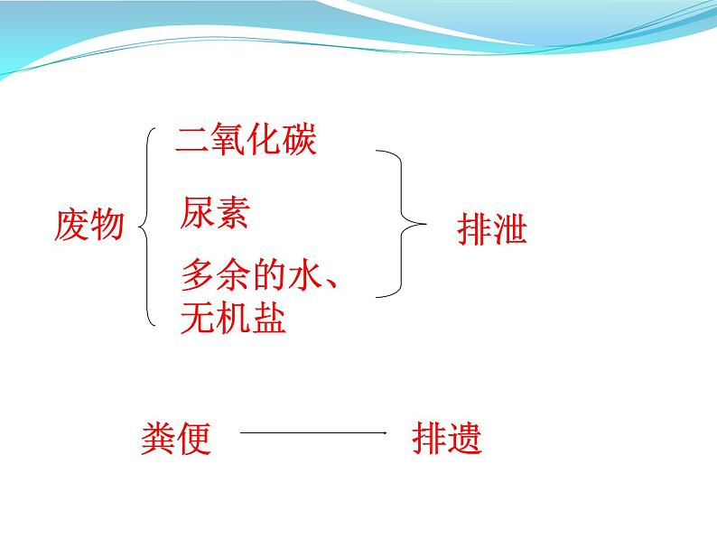 人体内废物的排出课件PPT第3页