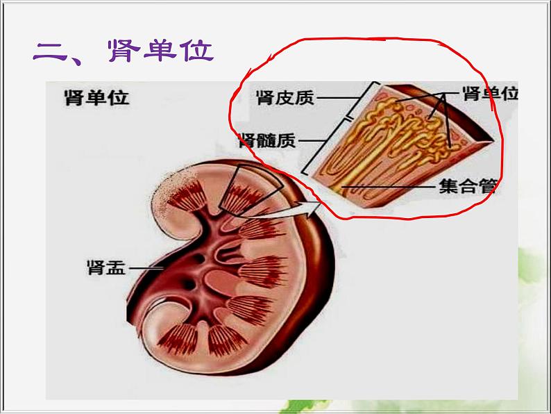 人体内废物的排出课件PPT第8页