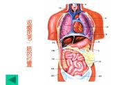第二节_发生在肺内的气体交换课件PPT