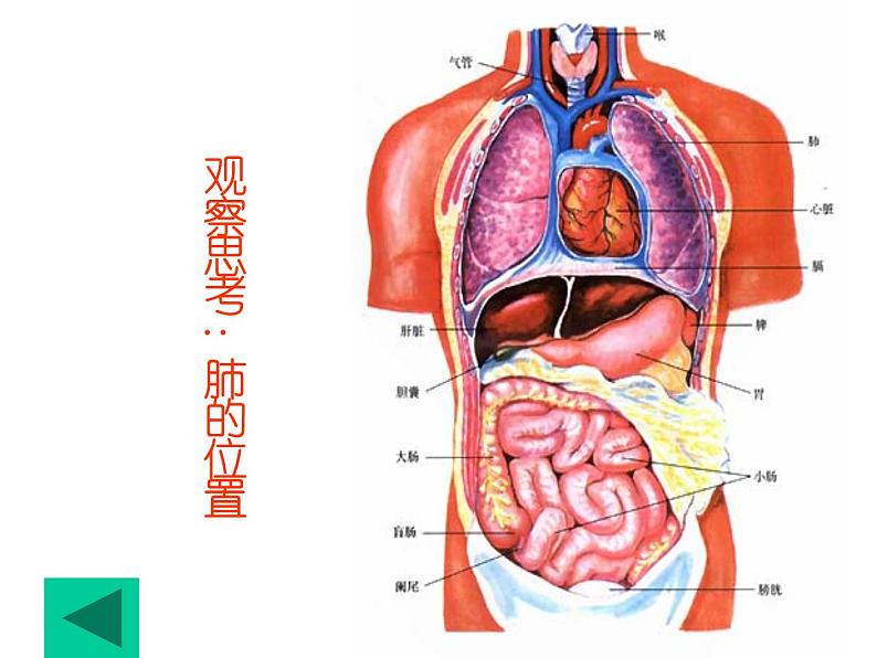 第二节_发生在肺内的气体交换课件PPT第2页