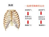 第二节_发生在肺内的气体交换课件PPT
