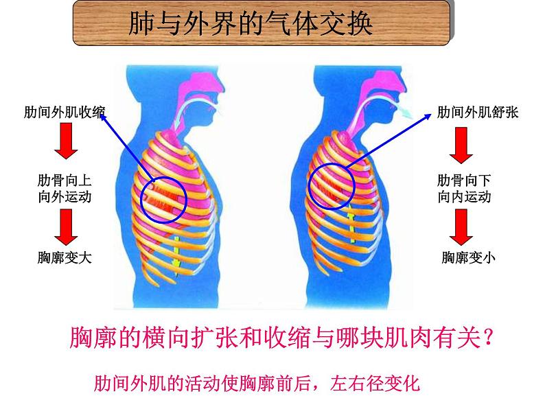 第二节_发生在肺内的气体交换课件PPT第5页