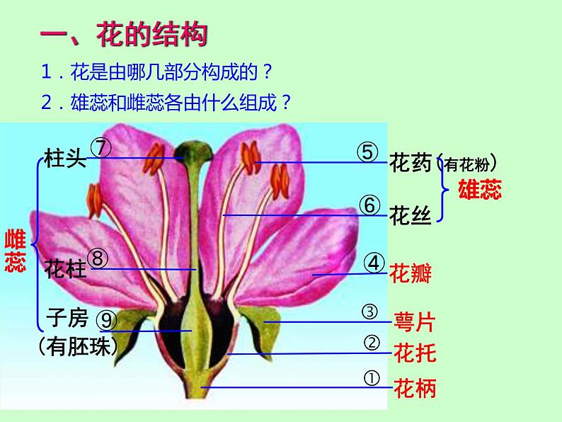 植物的开花和结果课件PPT03