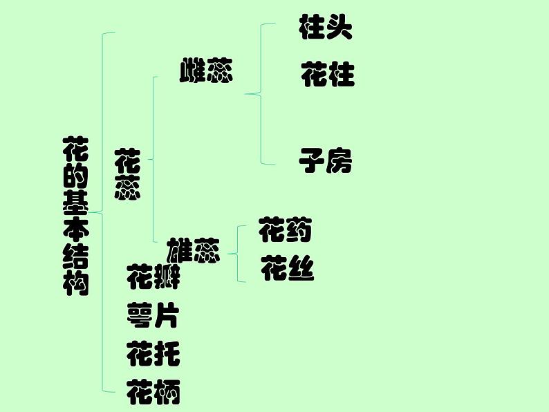 植物的开花和结果课件PPT04