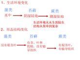 第三节种子植物课件PPT