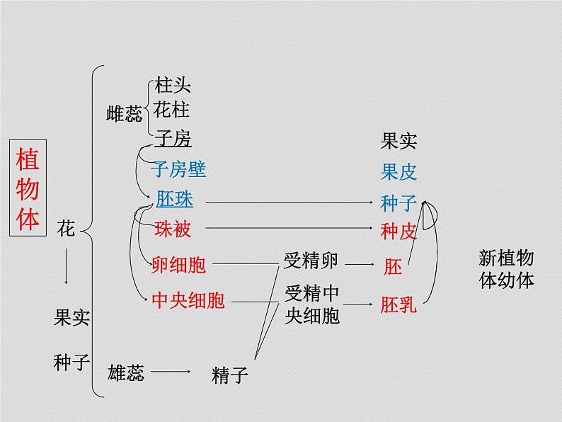 2022年八年级生物中考复习：各部分《知识建构》课件PPT第6页