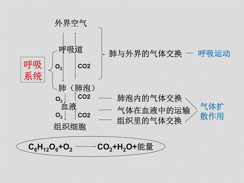 2022年八年级生物中考复习：各部分《知识建构》课件PPT第8页